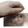 KittyPat