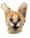 Soggaemote Soggaemote