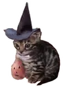 CatSpookyHalloween