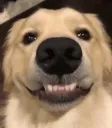 ssDogSmile ssDogSmile