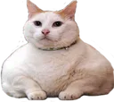 ch_fat