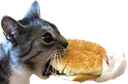ch_humgry Discord emoji