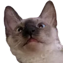jackcat