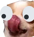 tlrDogDrama tlrDogDrama