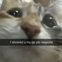 Catpls CatPls Discord Emoji