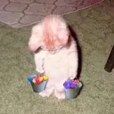 catlovebucket Discord Emoji