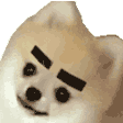 dog_eyebrows Discord emoji