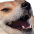 doggyhehe