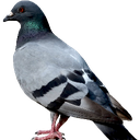 pidgeon Discord emoji