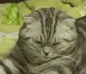 catsleep