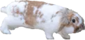 steppy