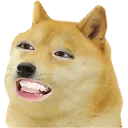 yunakekwdoge yunakekwdoge