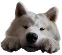Flopdog