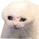 ONSadCat Discord Emoji