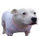 dogwithapinkshirtonlol dogwithapinkshirtonlol