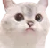 WeirdCat