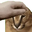pat_floppa
