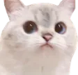 WeirdCatLook WeirdCatLook