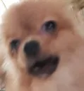 percy_bark percy_bark