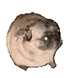 PugyDance