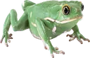 sappppo
