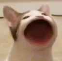 catpog