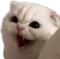 PG_cat_angry