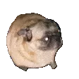 PugDance