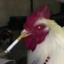 CoolChicken Discord emoji