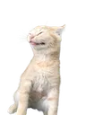 Cat Lol catlol Discord Emoji