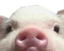 piggy