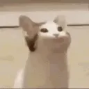 OMEGALULCAT OMEGALULCAT