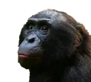 monke3