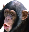 monke
