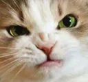 angrycat angrycat