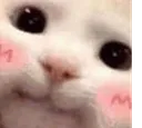 blushie