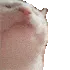 catgroovin