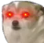 SuperNervousPup