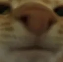 catstare