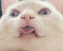 DerpLoaf
