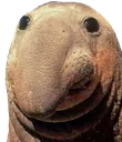 nOSE nOSE