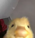 yellow_duck_chilling