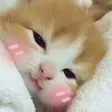 Blushuwu_DT
