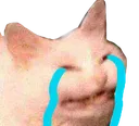 cat_cry