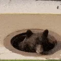BAERbettergetoutofthisS___hole
