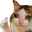 thumbUpCat