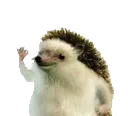 hahayes hahayes