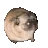 thispugbespeedin