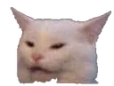 watCat watCat