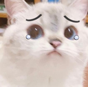 sadcat Discord emoji